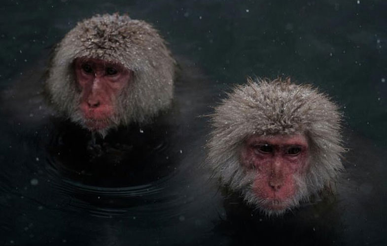 2637038 5577167 Japan s snow monkeys are known for their love of hot springs in a 55 1522847241409