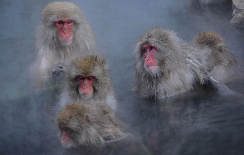 میمون‌ها برای کاهش استرس به چشمه‌های آبگرم می‌روند! (+فیلم و عکس)