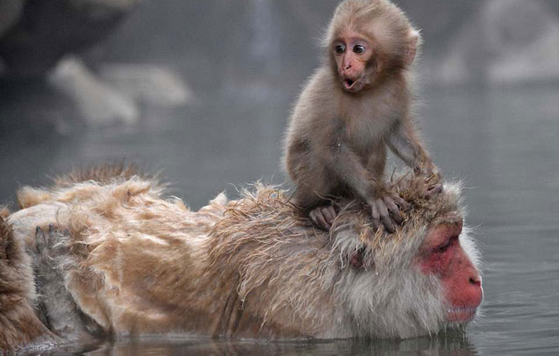 میمون‌ها برای کاهش استرس به چشمه‌های آبگرم می‌روند! (+فیلم و عکس)