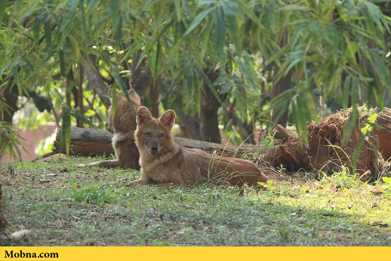 آشنایی با آخرین بازمانده‌های سگ وحشی آسیایی (+عکس)