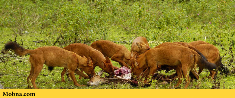 آشنایی با آخرین بازمانده‌های سگ وحشی آسیایی (+عکس)