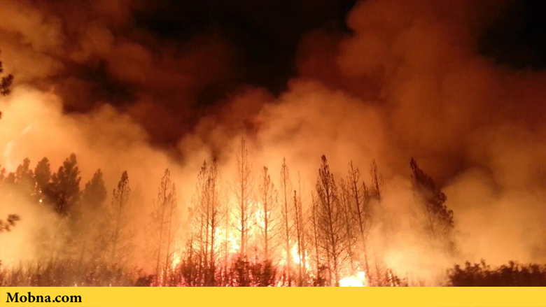 آتش‌سوزی جنگلی باعث ذخیره میلیاردها لیتر آب می‌شود!