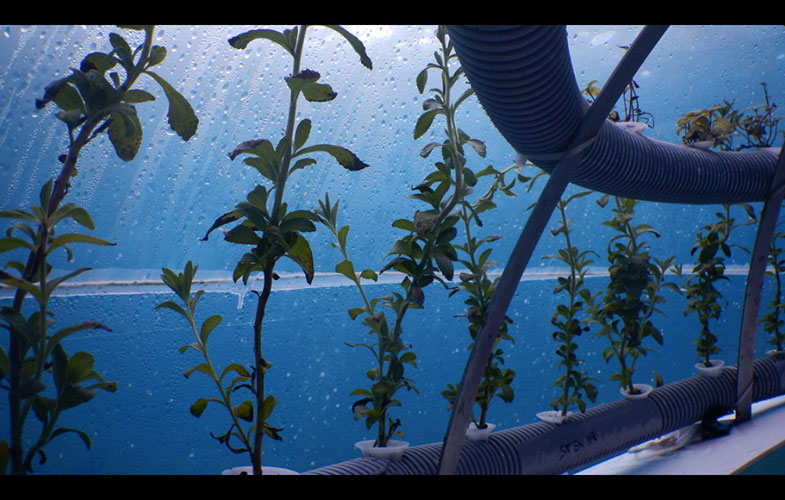 مزرعه ای در عمق ۸ متری آب های ایتالیا (+فیلم و عکس)