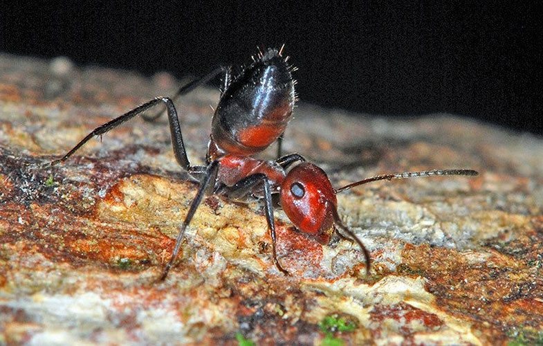 مورچه‌های «انتحاری» که در مواجهه با دشمن، خود را متلاشی می‌کنند
