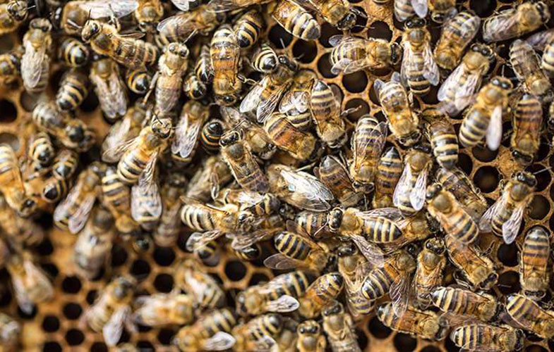 زنبور عسل می‌تواند اسرار مغز انسان را آشکار کند