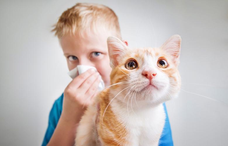گربه آلرژی‌های فصلی را در انسان درمان می‌کند