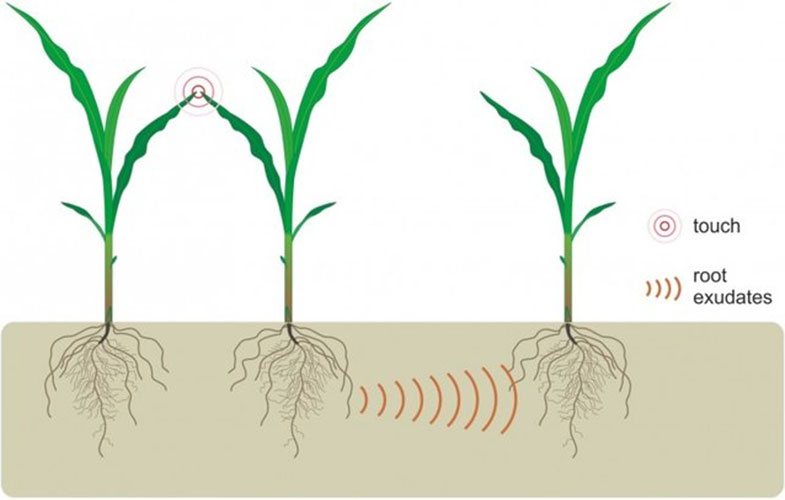 گیاهان از طریق ترشحات ریشه ارتباط برقرار می‌کنند