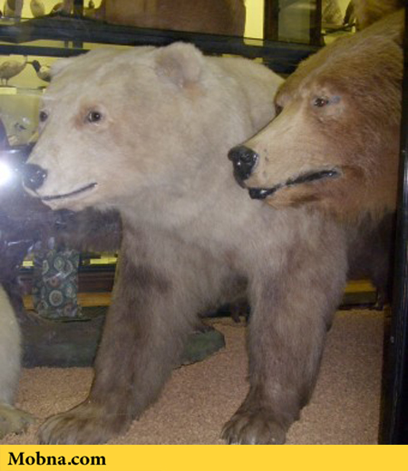 Grizzly–polar bear hybrid 3