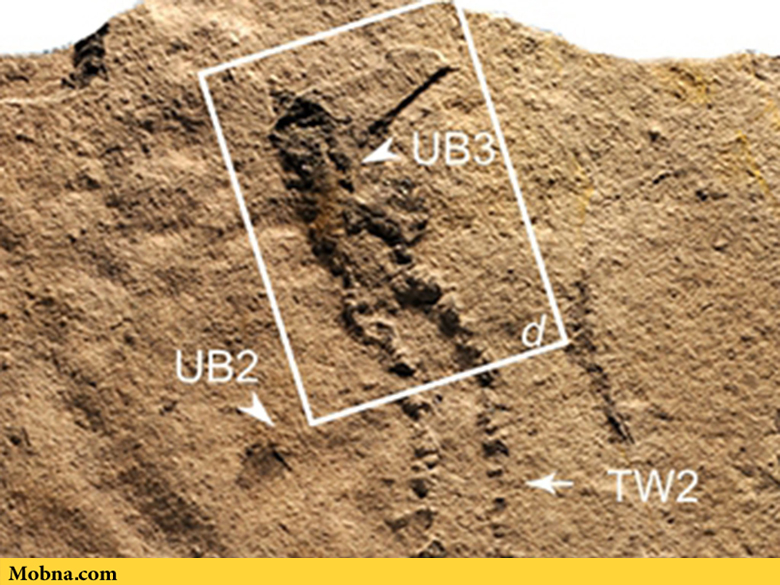 کشف قدیمی‌ترین ردپای جهان به قدمت ۵۴۶ میلیون سال (+عکس)