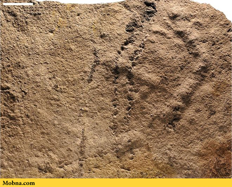 کشف قدیمی‌ترین ردپای جهان به قدمت ۵۴۶ میلیون سال (+عکس)