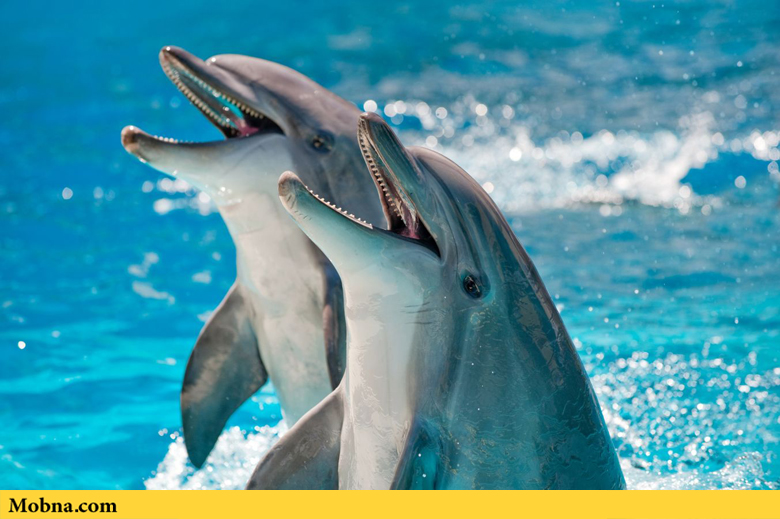 برای نخستین بار میزان شادمانی دلفین‌ها اندازه‌گیری شد!