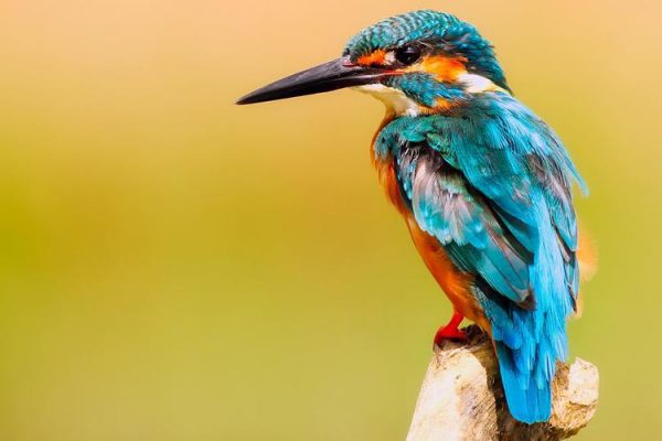 چگونه اجداد پرندگان امروزی پس از انقراض همه جنگل‌های زمین زنده ماندند؟