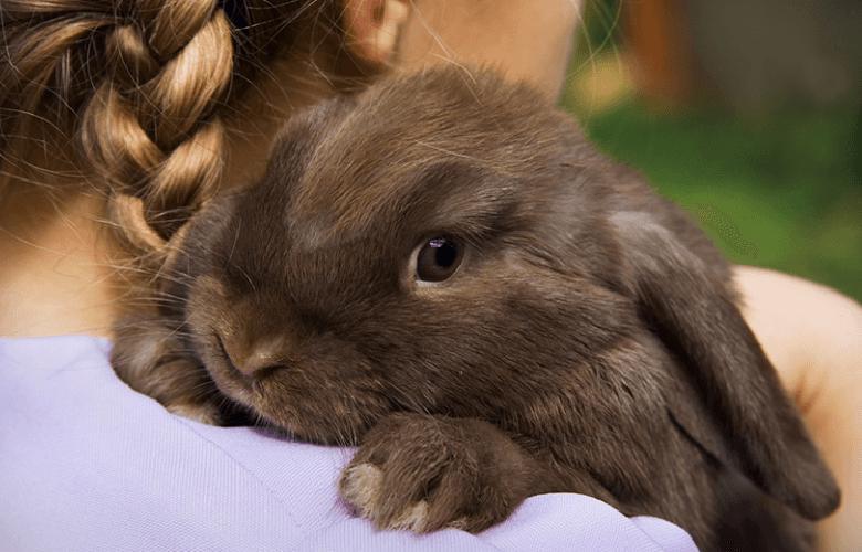 چرا خرگوش‌های اهلی از انسان فرار نمی‌کنند؟