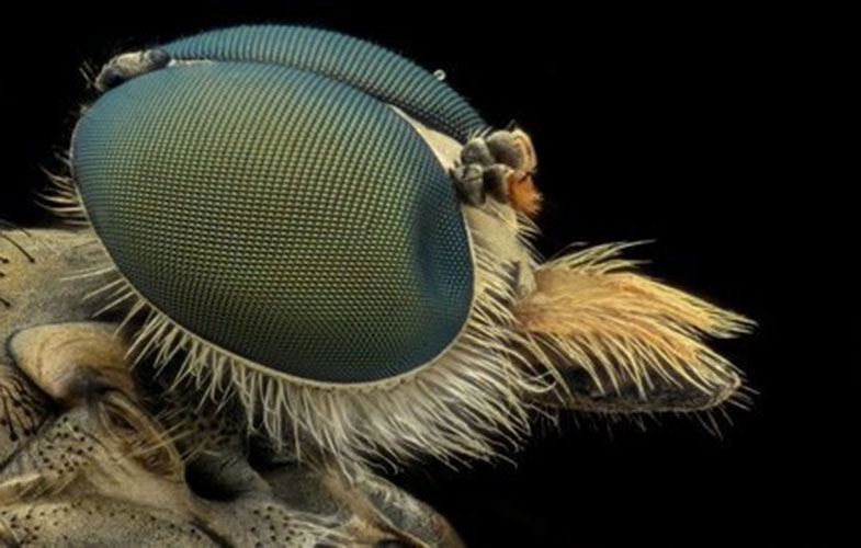 ربات‌هایی که از حرکات حشرات تقلید می‌کنند