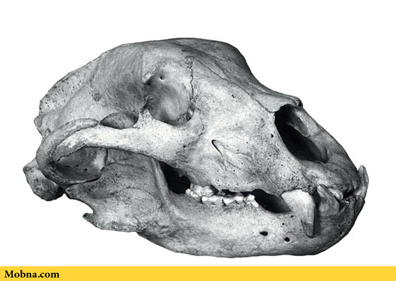 1 bear skull