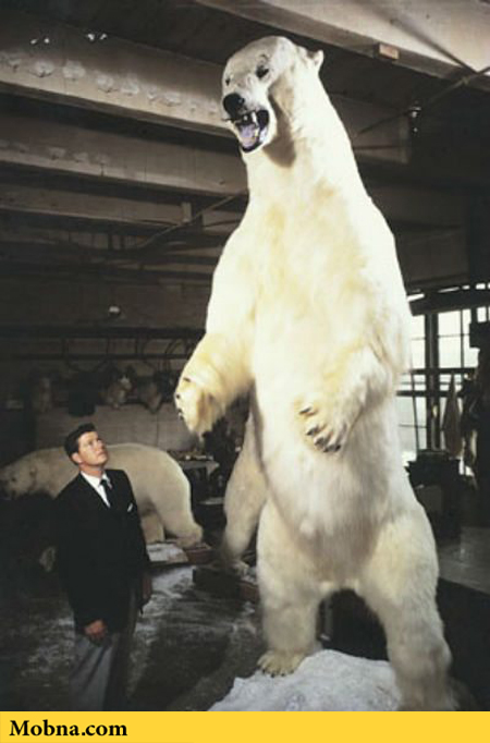 7 largest polar bear