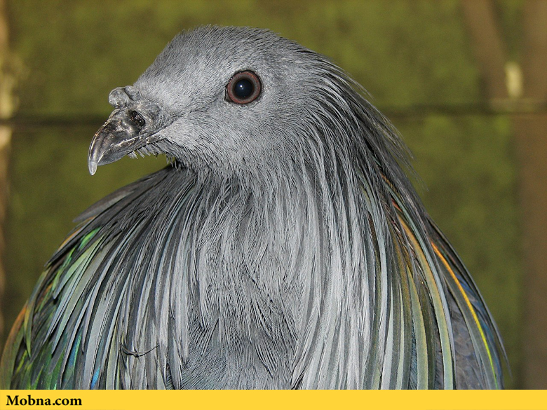 نگاهی به زندگی زیباترین کبوتر جهان (+عکس)