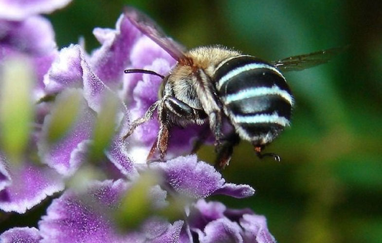 رفع تهدید زنبورهای مهاجم با کمک ردیاب های الکترونیکی