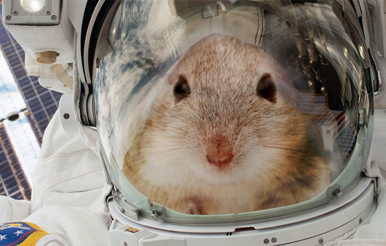 موش های فضانورد زنده ماندن در مریخ را به انسان می آموزند