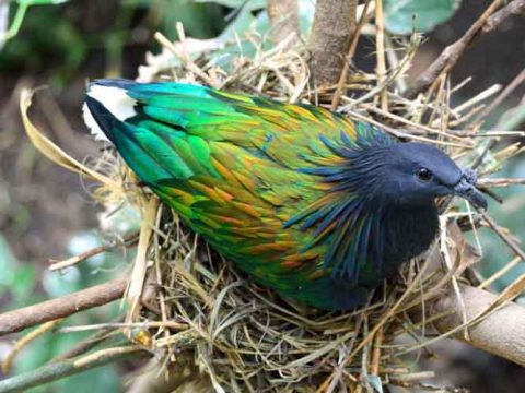 نگاهی به زندگی زیباترین کبوتر جهان (+عکس)