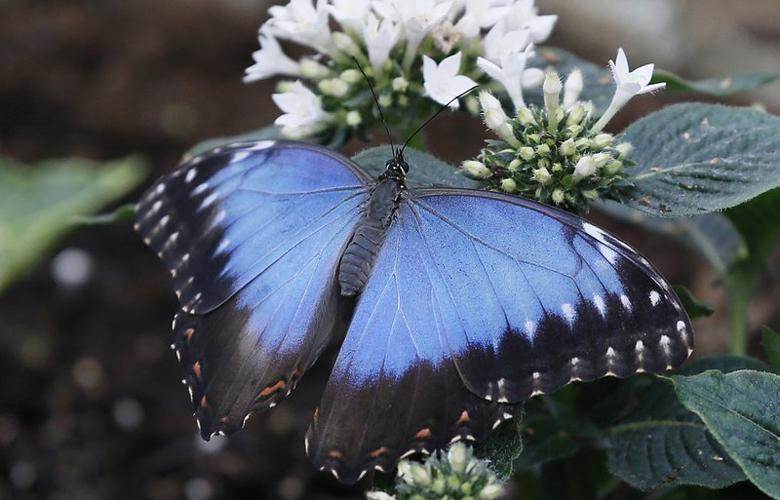 شغل تابستانی جدید: شمارش تعداد پروانه‌های بریتانیا