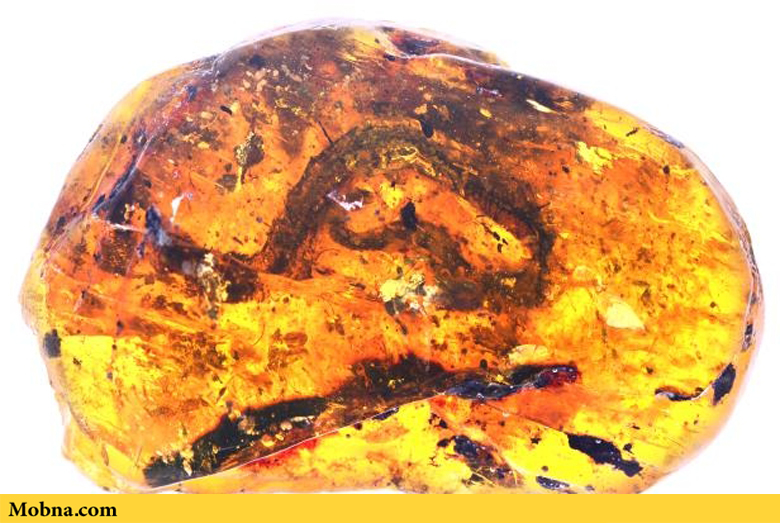 کشف قدیمی‌ترین فسیل مار با قدمت ۹۹ میلیون سال! (+عکس)