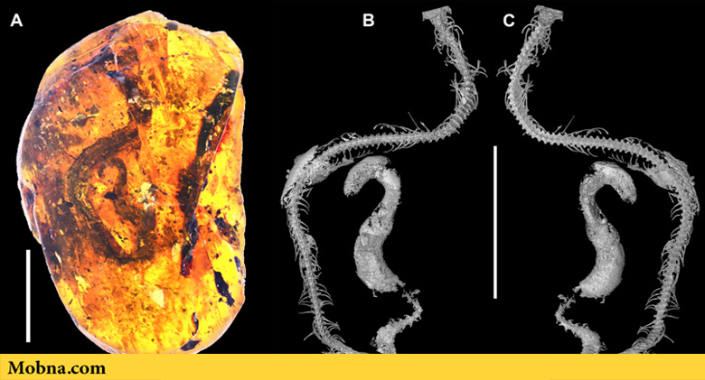 کشف قدیمی‌ترین فسیل مار با قدمت ۹۹ میلیون سال! (+عکس)
