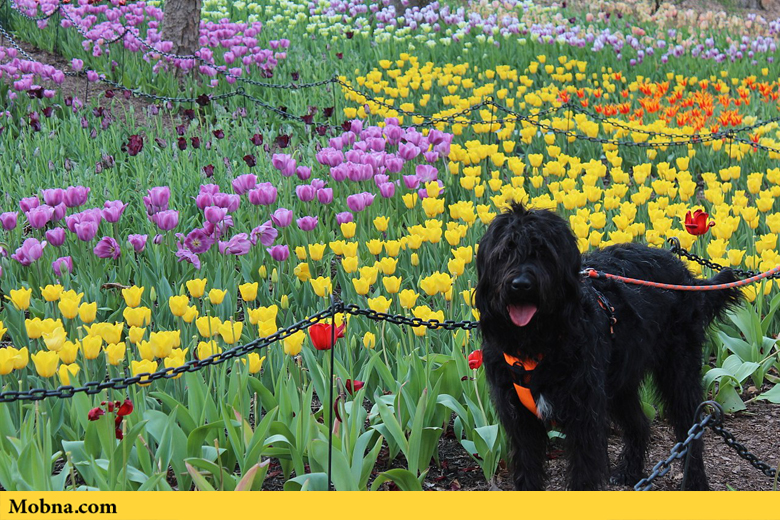 1280px Labradoodle Flowers