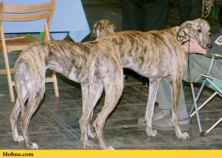 آشنایی با «گالگو» به عنوان قدیمی‌ترین نژاد سگ دنیا (+عکس)
