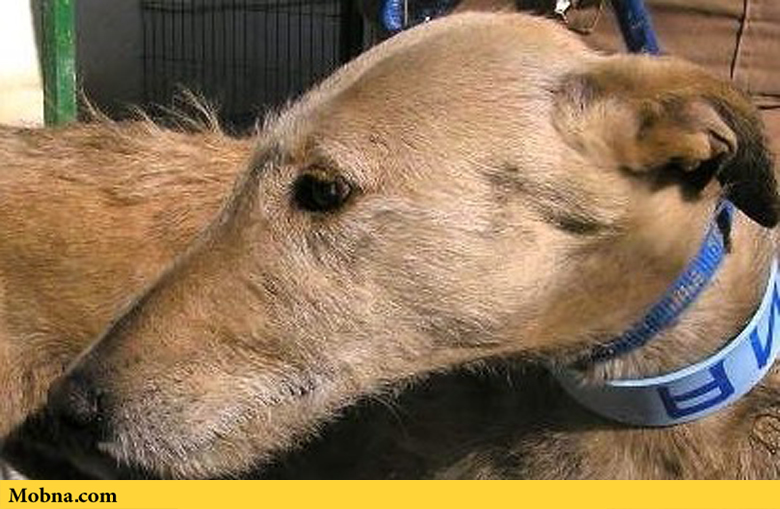 آشنایی با «گالگو» به عنوان قدیمی‌ترین نژاد سگ دنیا (+عکس)