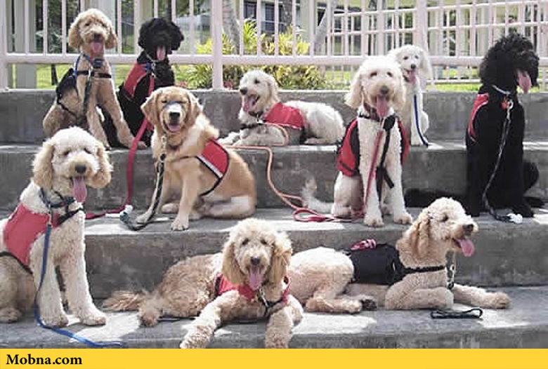 Labradoodle Assistance Dogs