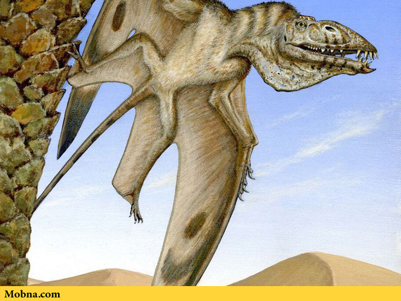 The world’s oldest pterosaur 4