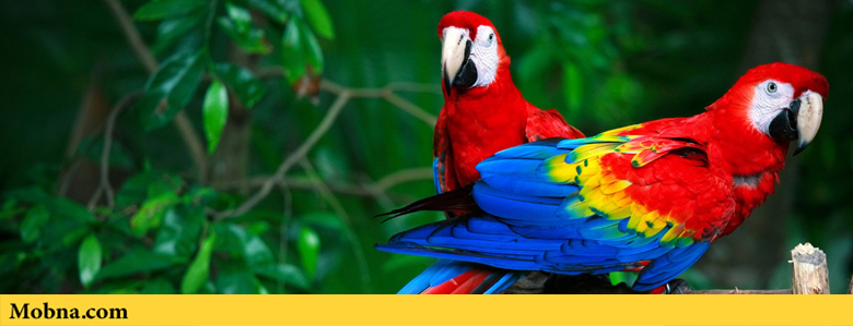 tropical macaws 2