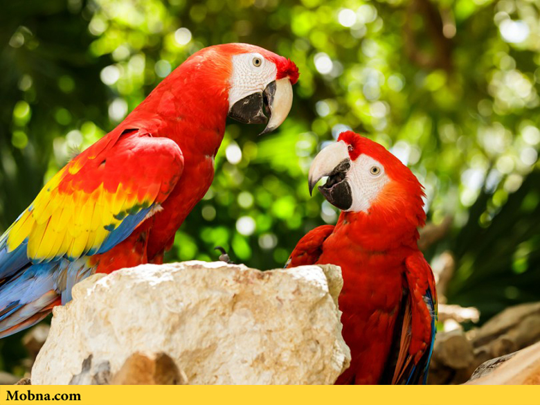 tropical macaws 3