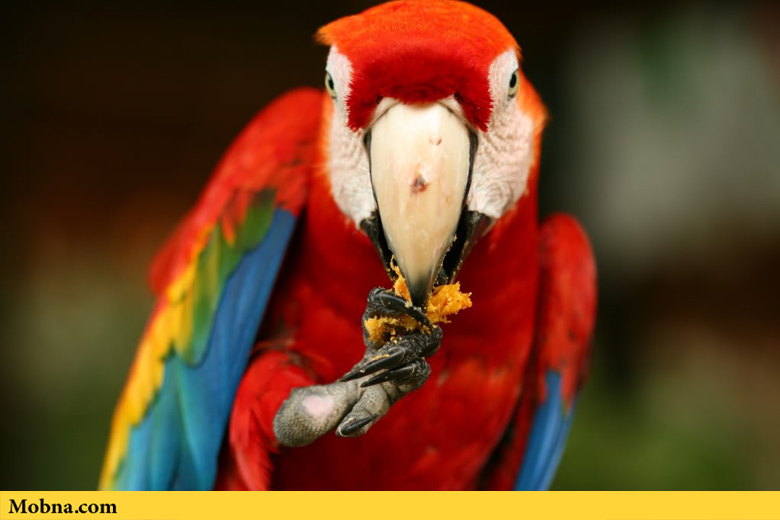 tropical macaws 4