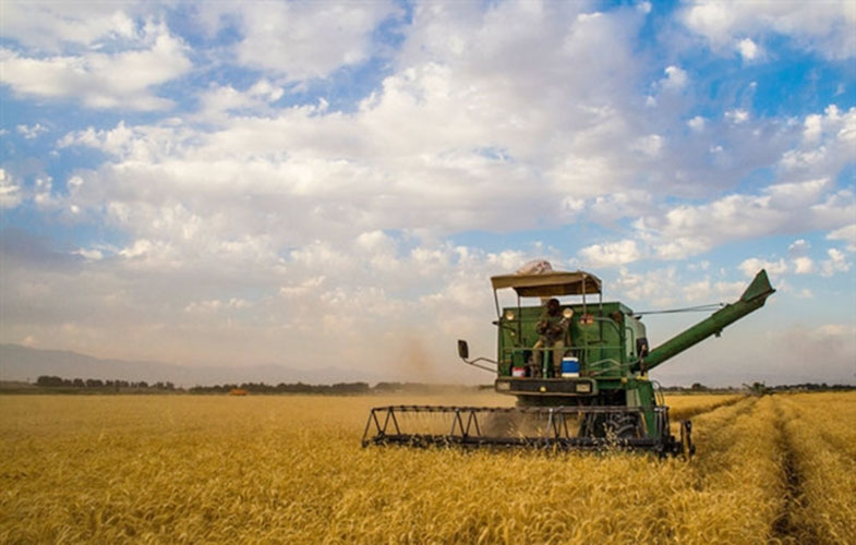 خرید تضمینی بیش از ۹ هزار تن گندم با عاملیت بانک کشاورزی