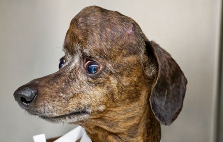 درمان سگ مبتلا به سرطان با فناوری چاپ ۳بعدی (+عکس)
