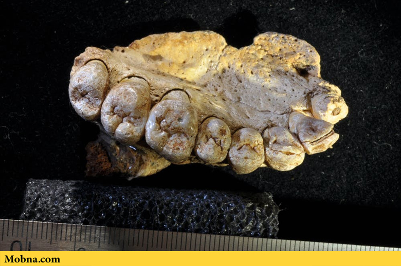 کشف نخستین فسیل انسان مدرن با قدمت ۲۰۰ هزار سال (+عکس)