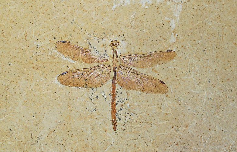 حشرات ۲۵۰ میلیون سال قبل چگونه زندگی می‌کردند؟ (+عکس)