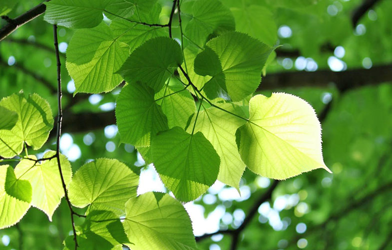 تولید دستگاه فوتوسنتز مصنوعی برای تامین انرژی از درختان