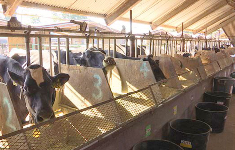 تغذیه گاوها با جلبک برای کاهش انتشار گاز متان