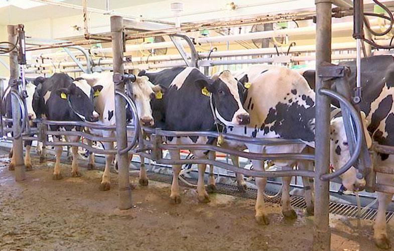 تغذیه گاوها با جلبک برای کاهش انتشار گاز متان