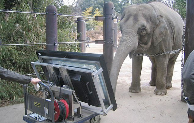 فیلی که قادر به کار با تبلت است