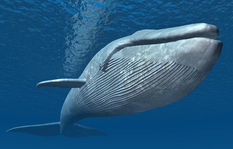 چرا جثه نهنگ‌ها تا این اندازه بزرگ شد؟