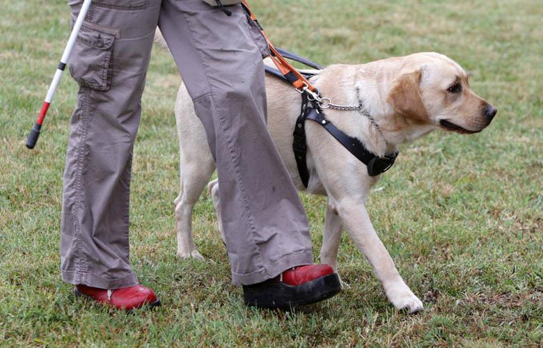 آزمون‌های ساده‌ای که می‌تواند مهارت‌های سگ‌ها را در زمینه های مختلف مشخص کند