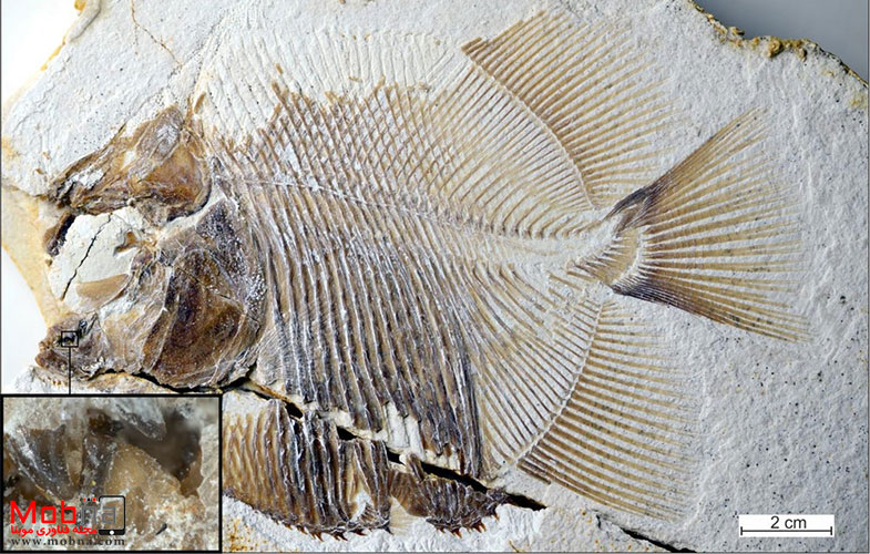 شناسایی فسیل ۱۵۰ میلیون ساله از یک ماهی خونخوار (+عکس)