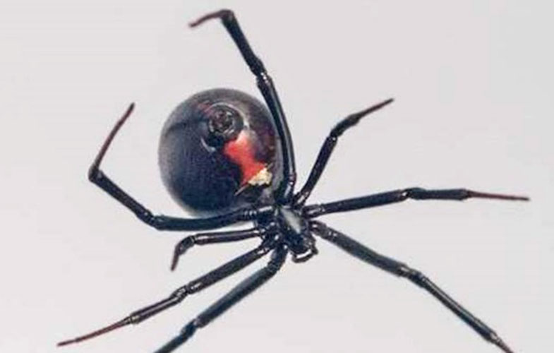 راز چگونگی ساخت تار عنکبوت بیوه سیاه کشف شد