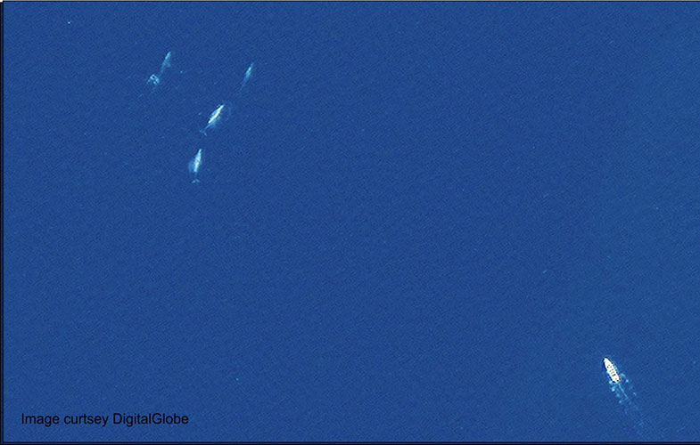 ردیابی نهنگ‌ها از فضا با کمک ماهواره (+عکس)