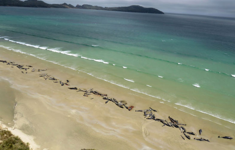 کشف 140 نهنگ مرده در ساحل نیوزلند و سردرگمی دانشمندان (+ویدئو)