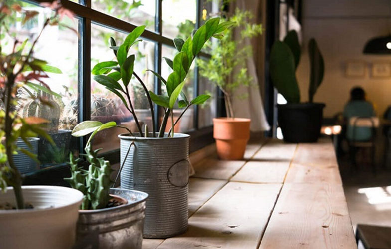 از فواید سلامت نگهداری گیاهان در خانه
